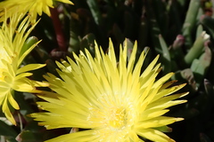 Cheiridopsis rostrata