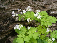 Thalictrum clavatum