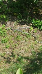 Pituophis melanoleucus melanoleucus