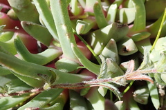 Cheiridopsis rostrata