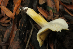 Tricholoma sejunctum