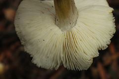 Tricholoma sejunctum