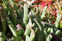Cheiridopsis rostrata