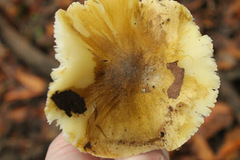 Tricholoma sejunctum