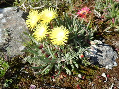 Cheiridopsis rostrata