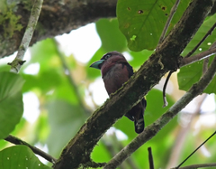 Eurylaimus javanicus