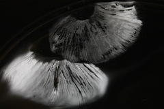 Tricholoma sejunctum