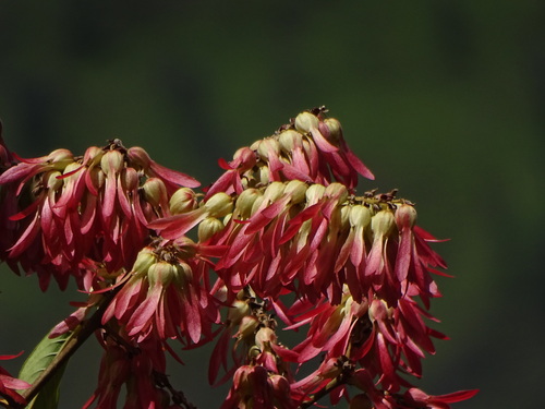 Triplaris americana
