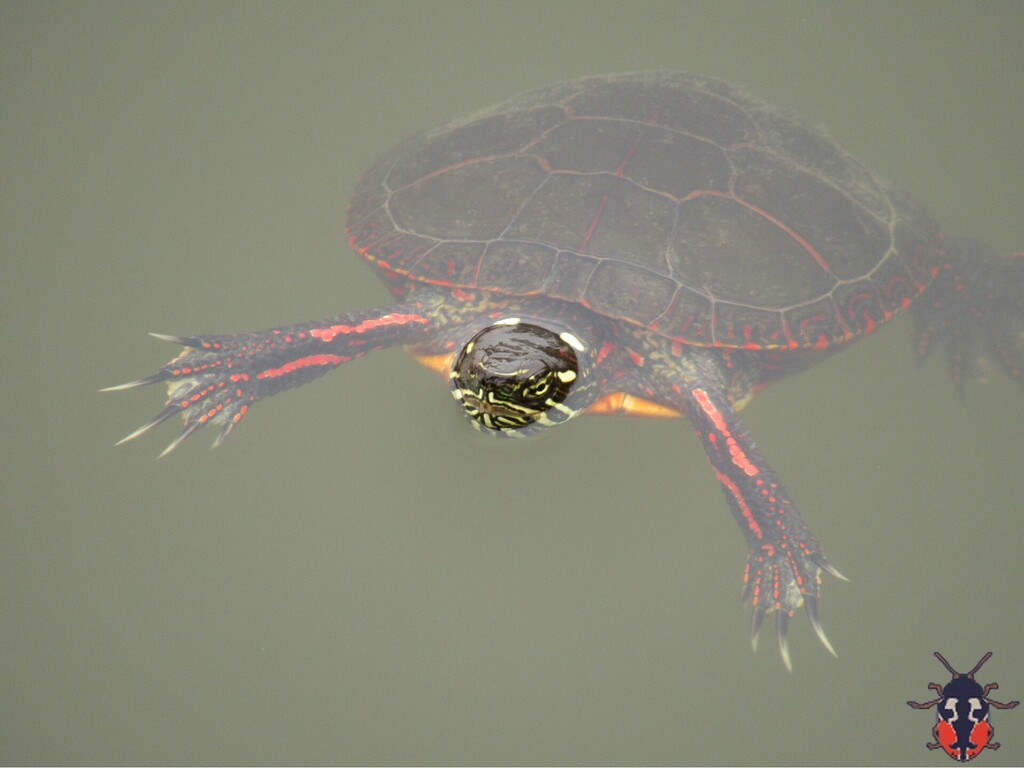 Midland Painted Turtle from Thornhill, Vaughan, ON, Canada on April 28, 2023 at 1231 PM by That