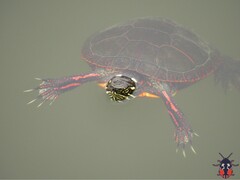 Painted Turtle photo 5
