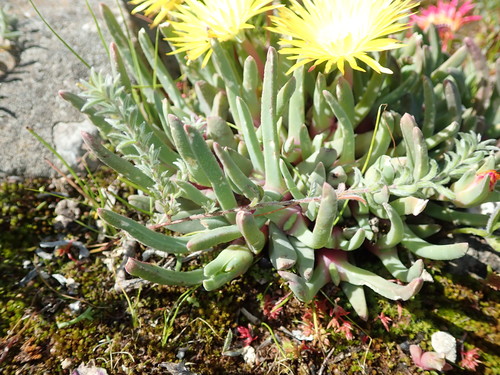 Image of Cheiridopsis rostrata by no rights reserved