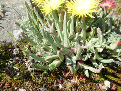 Cheiridopsis rostrata