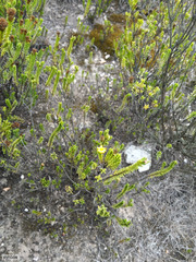 Oedera uniflora