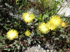 Cheiridopsis rostrata