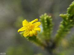 Oedera uniflora
