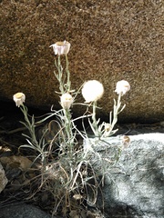 Erigeron parishii