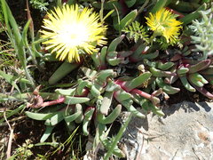Cheiridopsis rostrata