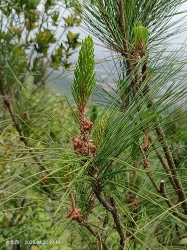 Pinus luchuensis iNat (3)
