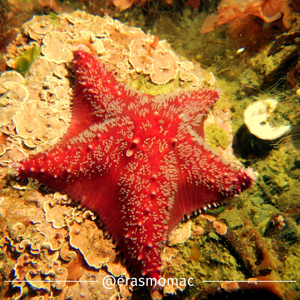 red spiny cushion star