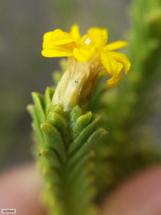 Oedera uniflora