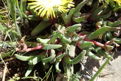 Cheiridopsis rostrata