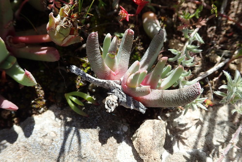 Image of Cheiridopsis rostrata by no rights reserved