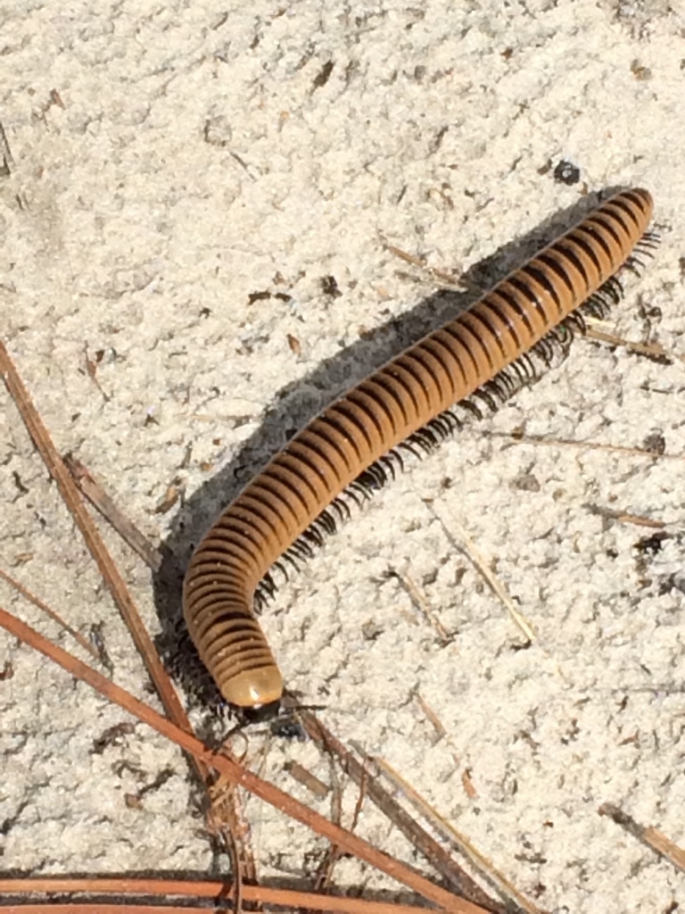 Spirobolinae