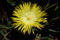 Cheiridopsis rostrata