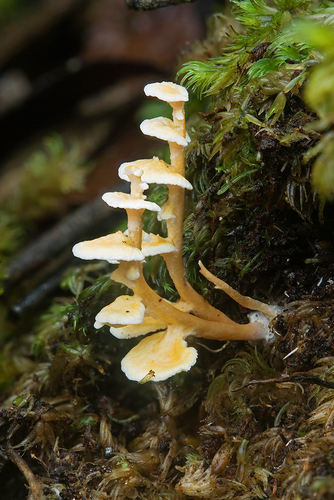 Pagoda Fungus