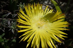 Cheiridopsis rostrata