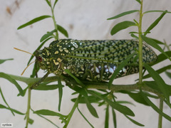 Physemacris variolosa