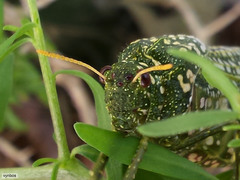 Physemacris variolosa