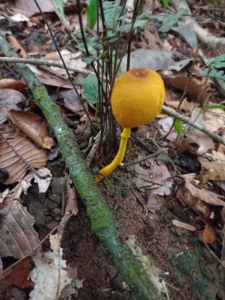Leucocoprinus brunneoluteus · April 2023 · photo: © biomartita (iNaturalist, cc-by)
