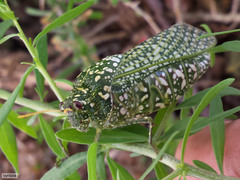 Physemacris variolosa