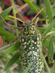 Physemacris variolosa