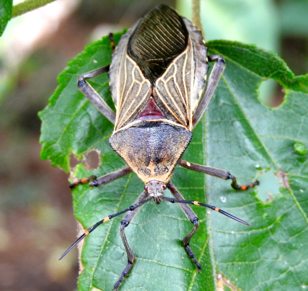 Pachylis nervosus