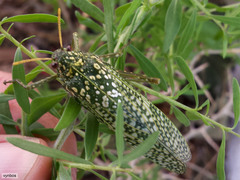 Physemacris variolosa