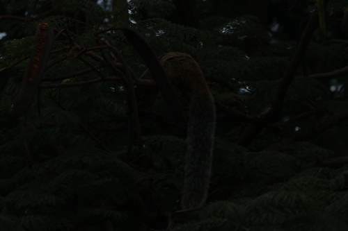 Guayaquil Squirrel