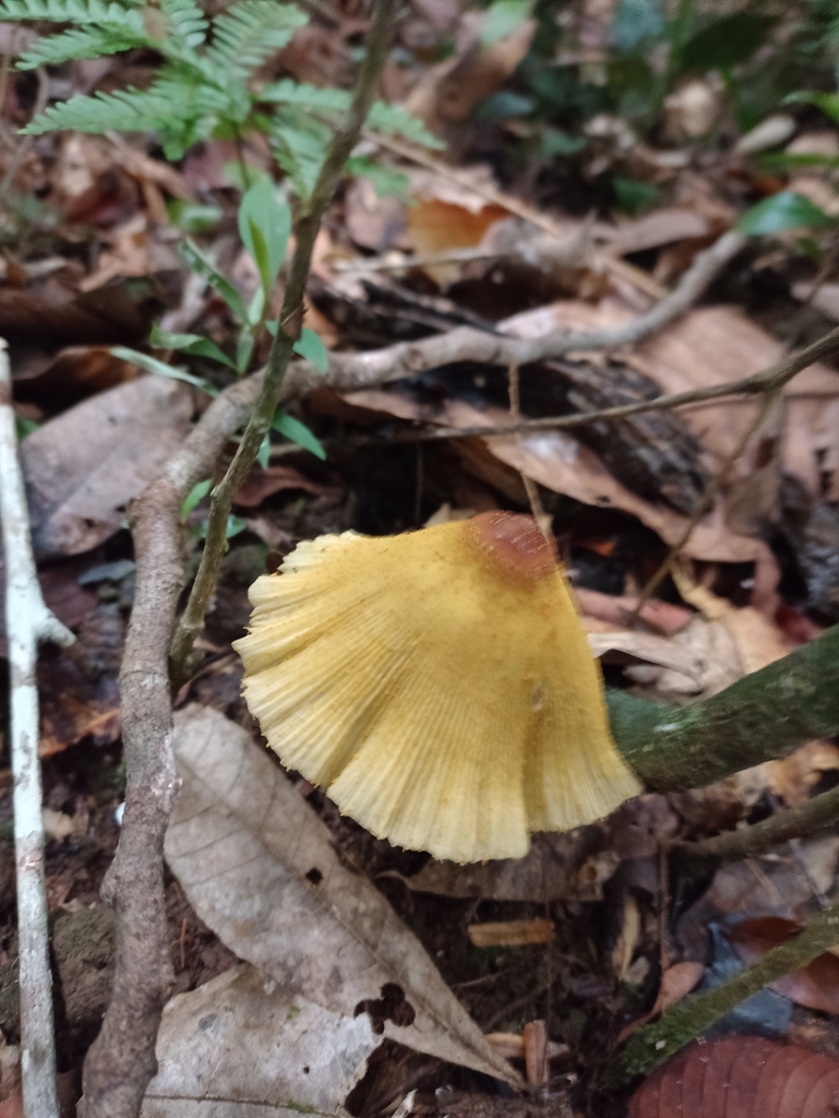 Leucocoprinus brunneoluteus · April 2023 · photo: © biomartita (iNaturalist, cc-by)