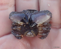 Leptodius sanguineus