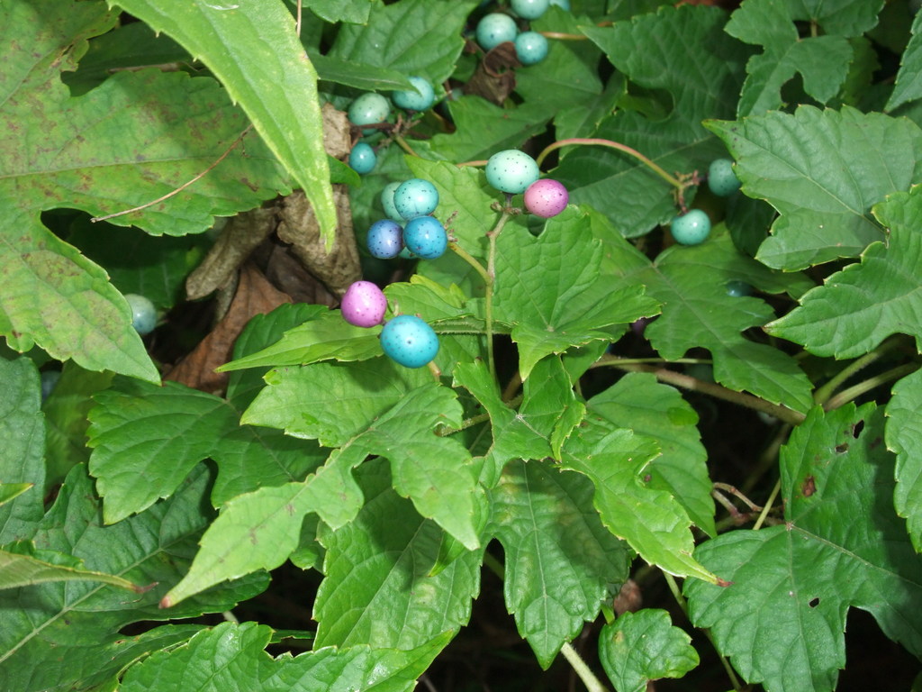 Porcelain Berry (Invasive Exotic Plants of North Carolina) · iNaturalist