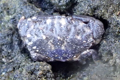 Leptodius sanguineus