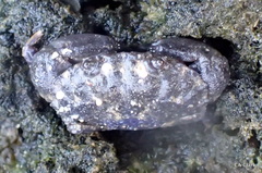 Leptodius sanguineus