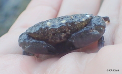 Leptodius sanguineus