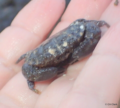 Leptodius sanguineus