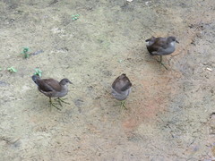 Gallinula chloropus