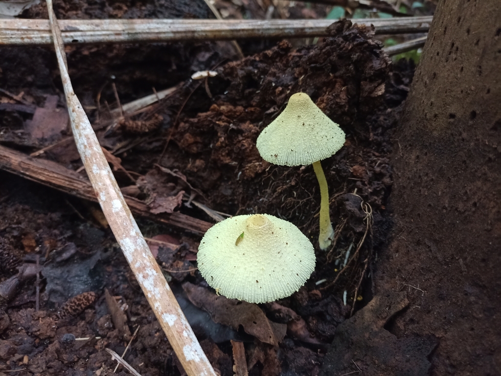 Leucocoprinus birnbaumii · April 2023 · photo: © biomartita (iNaturalist, cc-by)