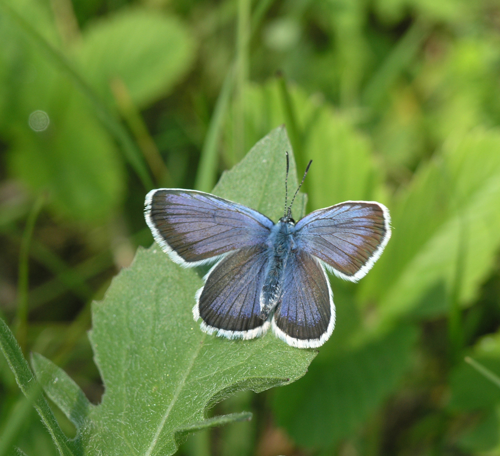 Plebejus argus caernensis