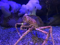 Macrocheira kaempferi