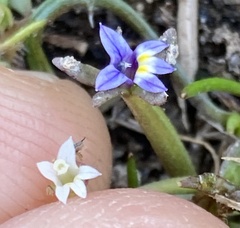 Small Downingia (Downingia pusilla)